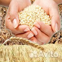 Пшеница с доставкой купить на Зозу.ру - фотография № 1