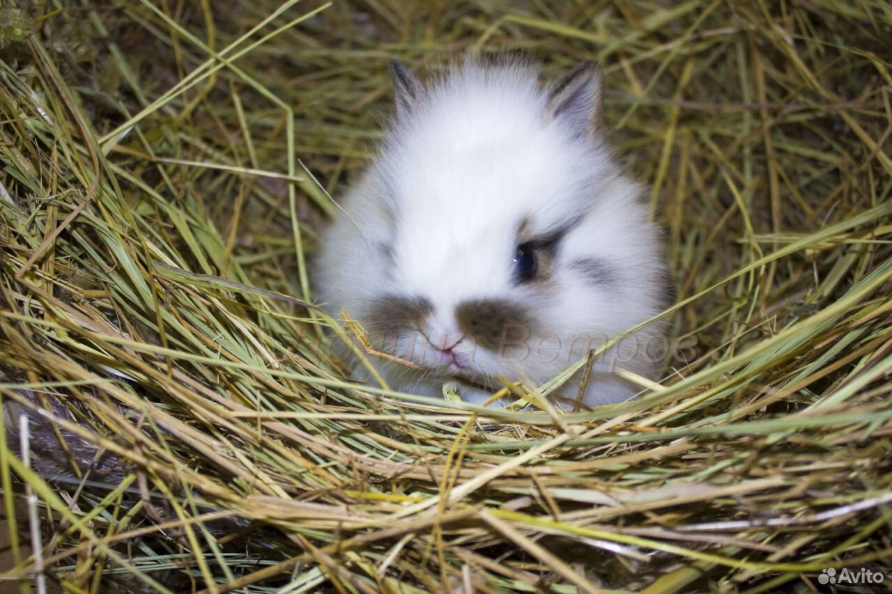 Польский кролик. Польский кролик декоративный. Кролик карликовый польский или. Кролик поляки. Кролики метки