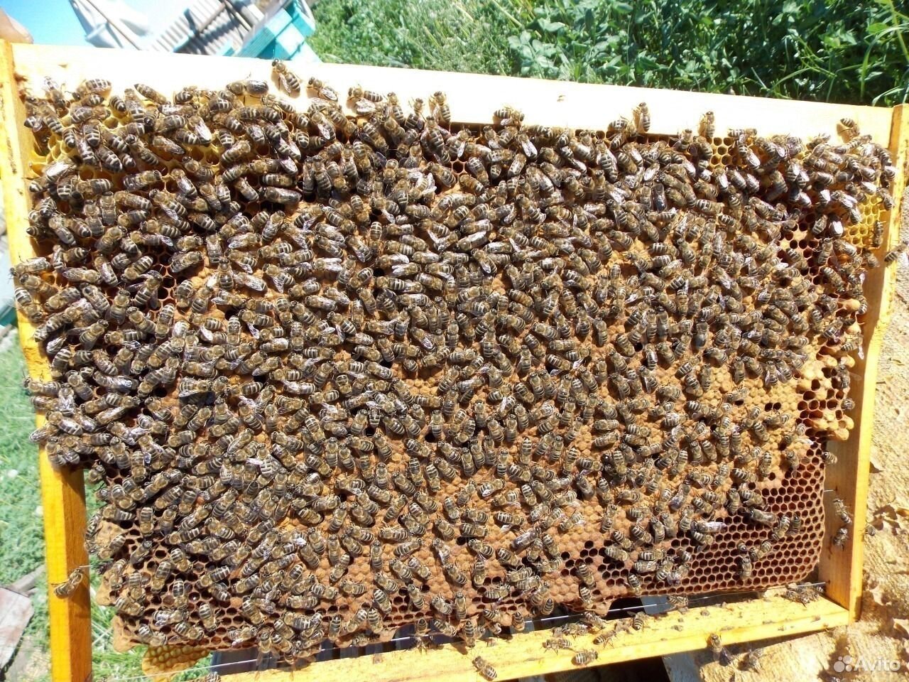 Авито краснодарский пчелопакеты. Пчелопакеты,пчелосемьи Карника. Пчелопакеты Карпатской породы. Пчелопакеты Карника на 2023 год. Пчелиные матки Карпатской породы.