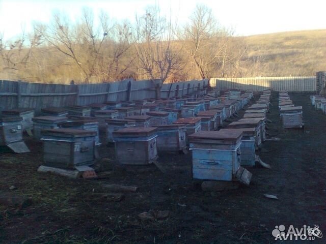 Пчелы, плодные матки купить на Зозу.ру - фотография № 3