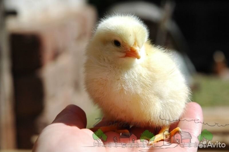 Цыплята от фабрики (бройлеры) купить на Зозу.ру - фотография № 1