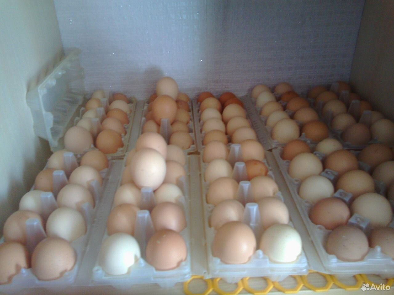 Инкубационные куриные яйца купить на Зозу.ру - фотография № 1