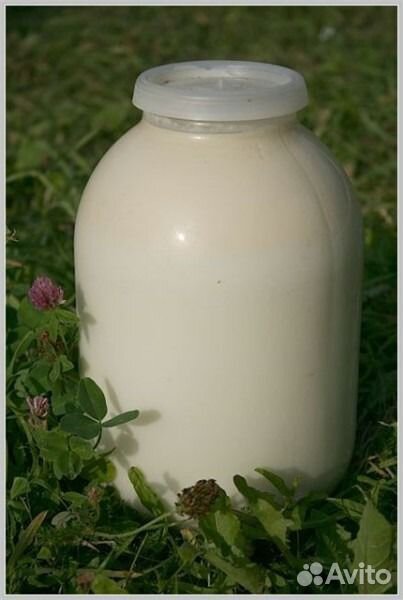Домашние молоко, творог, сметана, сыворотка купить на Зозу.ру - фотография № 1