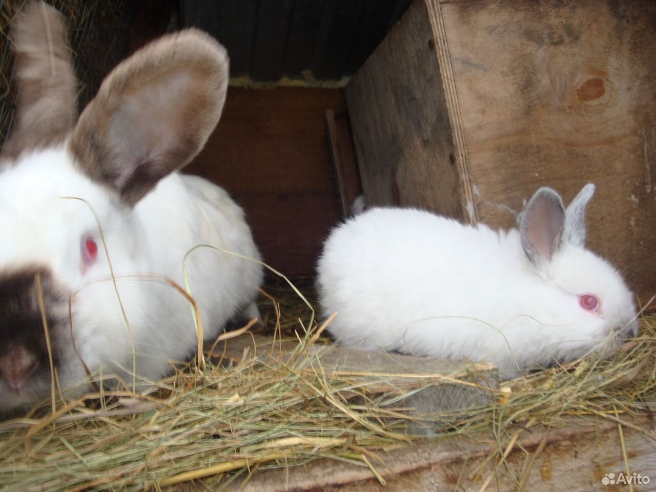Купить кроликов ростов. Продажа кроликов. Продажа кроликов в Нижегородской области.
