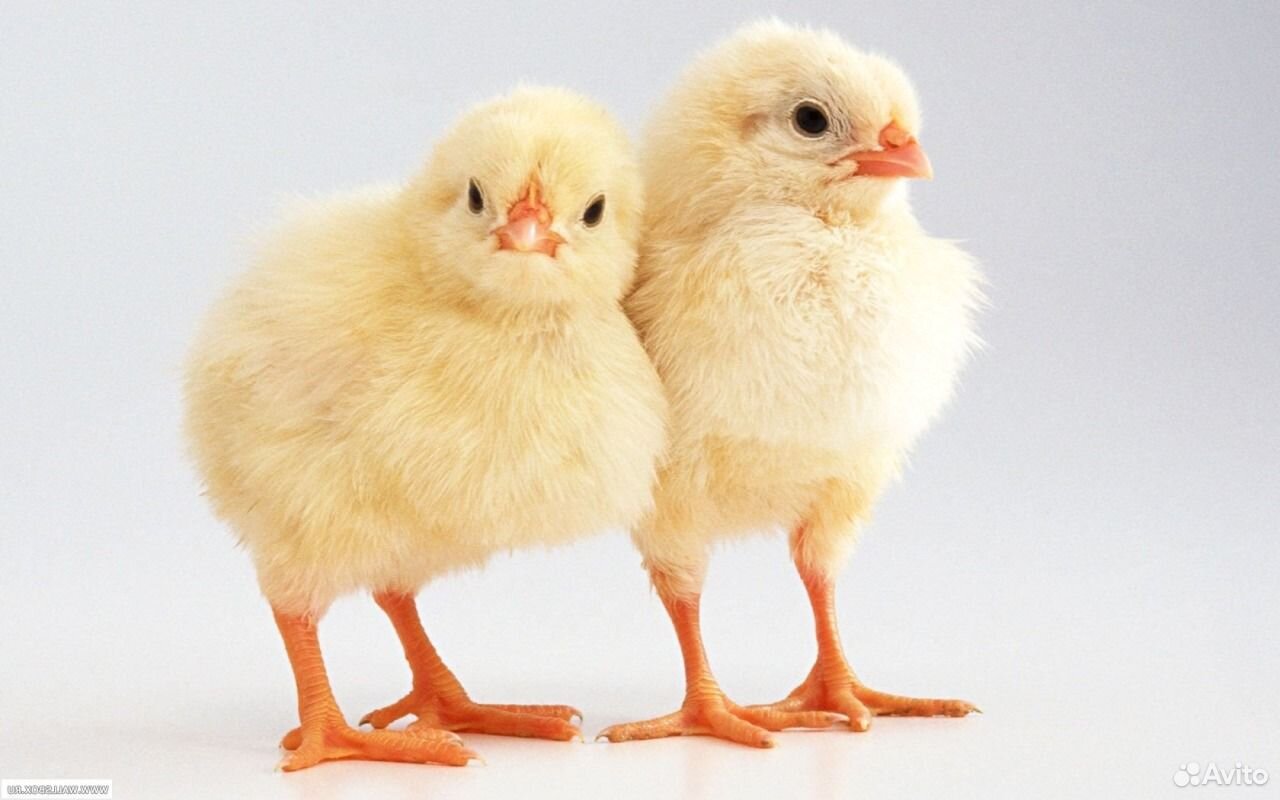 Цыплята Бройлеры от 1дня до 1 месяца(чехия) купить на Зозу.ру - фотография № 1
