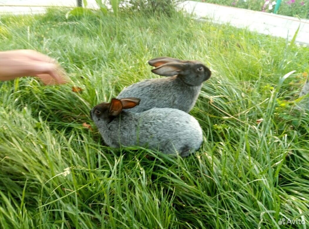 Купить Кролика В Воронеже И Воронежской Области