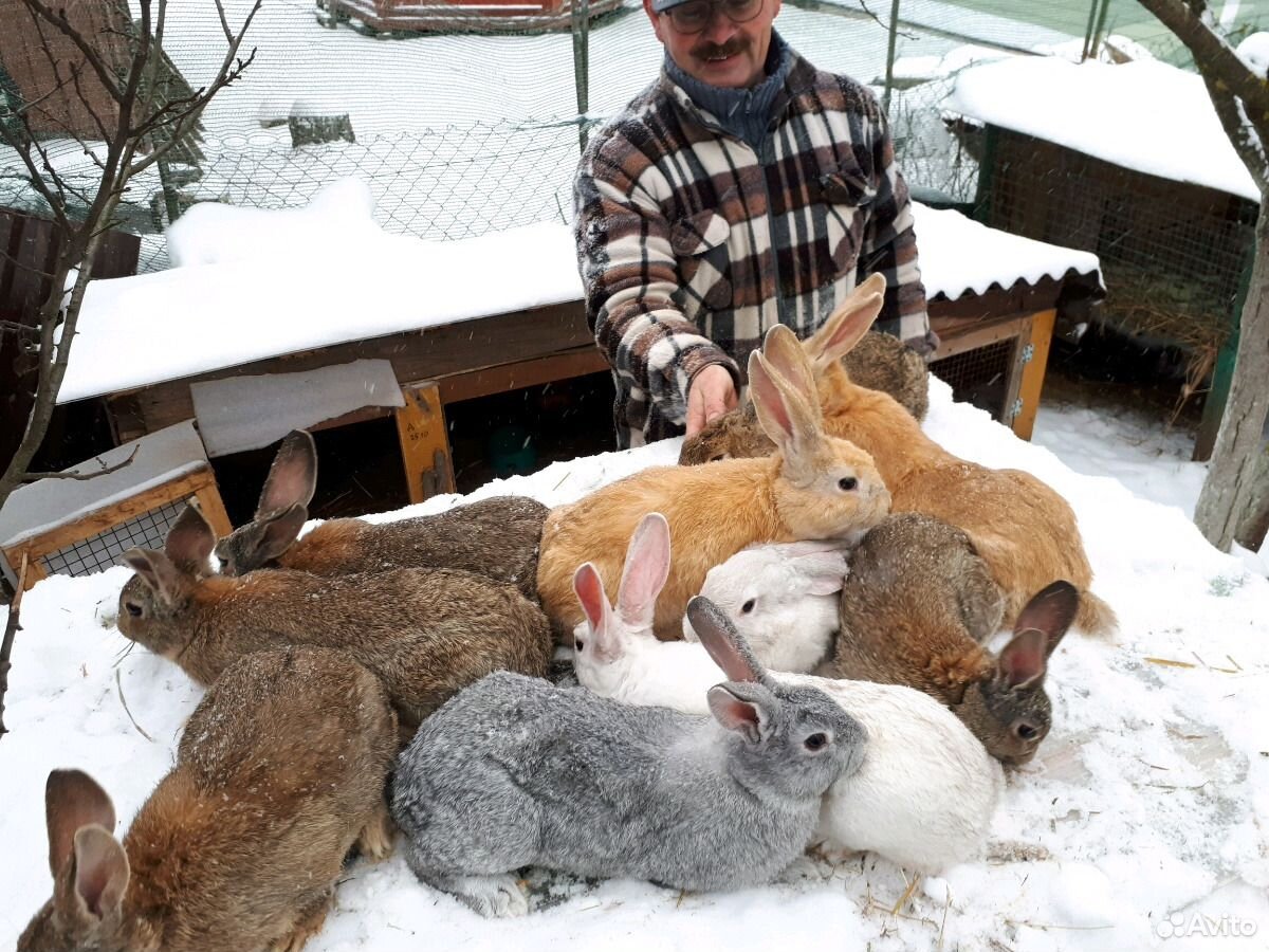 Лучшие породы кроликов на мясо. Кролики мясных пород. Крупные кролики мясных пород. Самая мясная порода кроликов. Самые крупные кролики мясных пород в России.