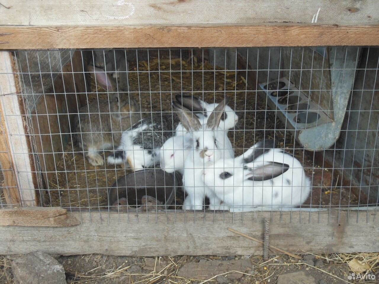 Кролики 3 месяца купить на Зозу.ру - фотография № 1