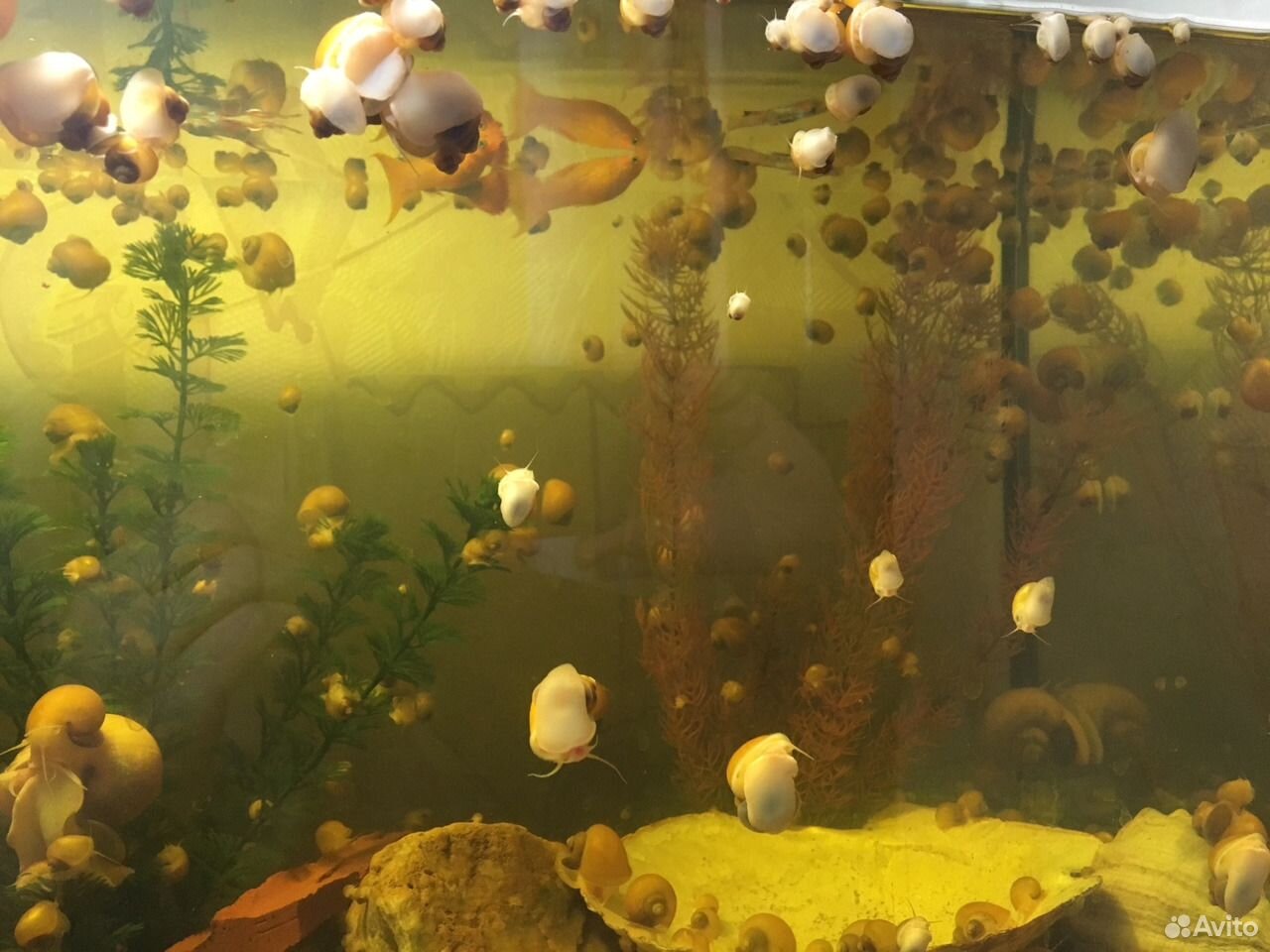 улитки чистят стенки аквариума