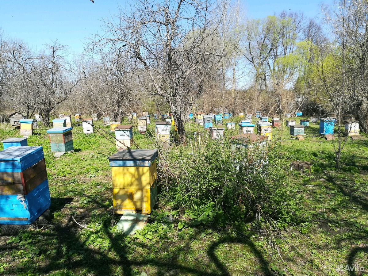 Продаём пчелосемьи на высадку купить на Зозу.ру - фотография № 1
