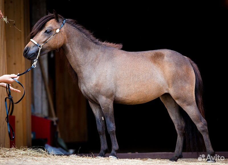 Продается чистопородная арабская лошадь и пони купить на Зозу.ру - фотография № 7