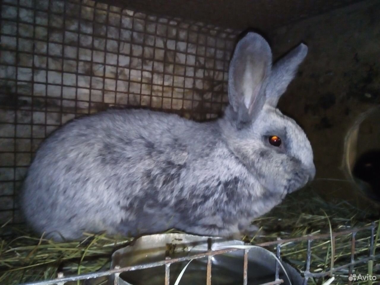 БСС кролики. Большое светлое серебро кролики. Хлопковый кролик порода. Породы кроликов в Молдавии. Авито породы кроликов