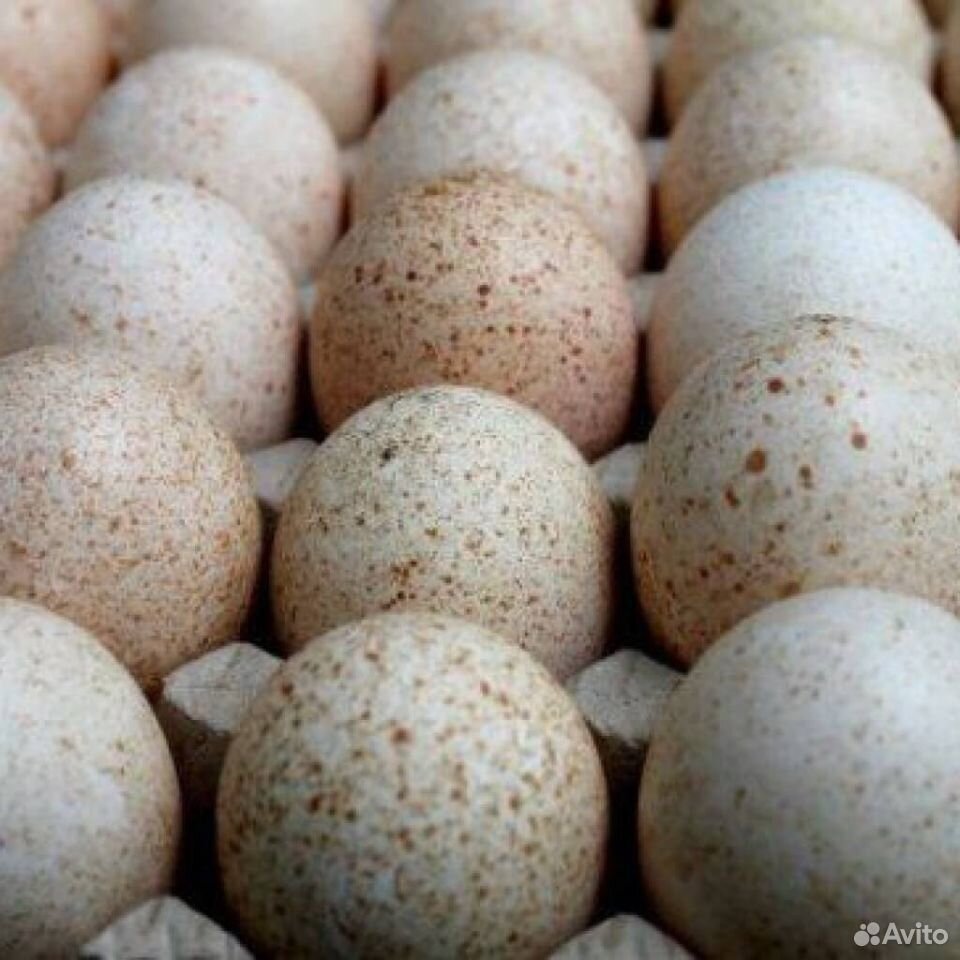 Индюшиное инкубационое яйцо купить на Зозу.ру - фотография № 1