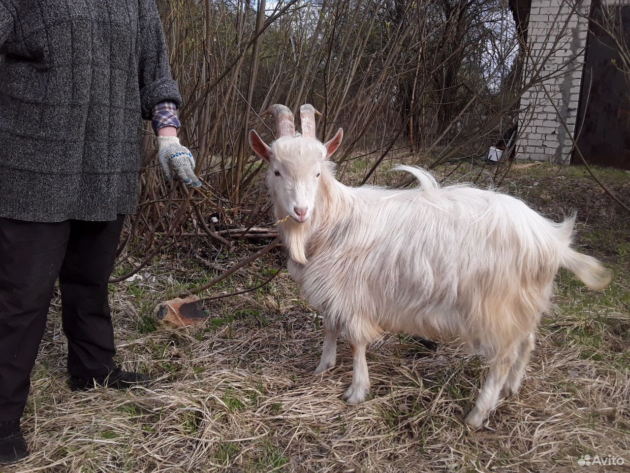 Продаётся козёл на племя купить на Зозу.ру - фотография № 3
