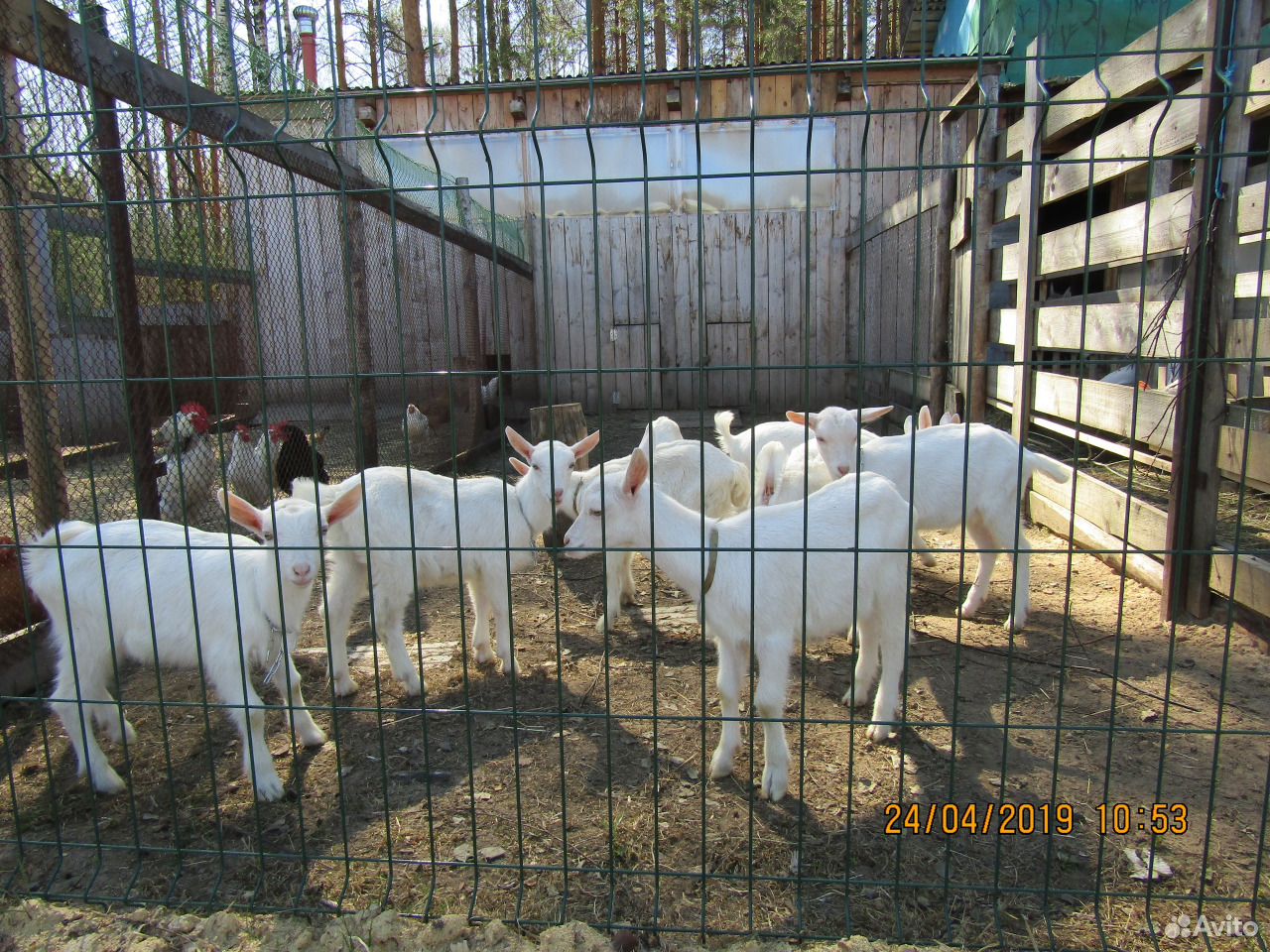 Продаются чистопородные зааненские козлята купить на Зозу.ру - фотография № 2
