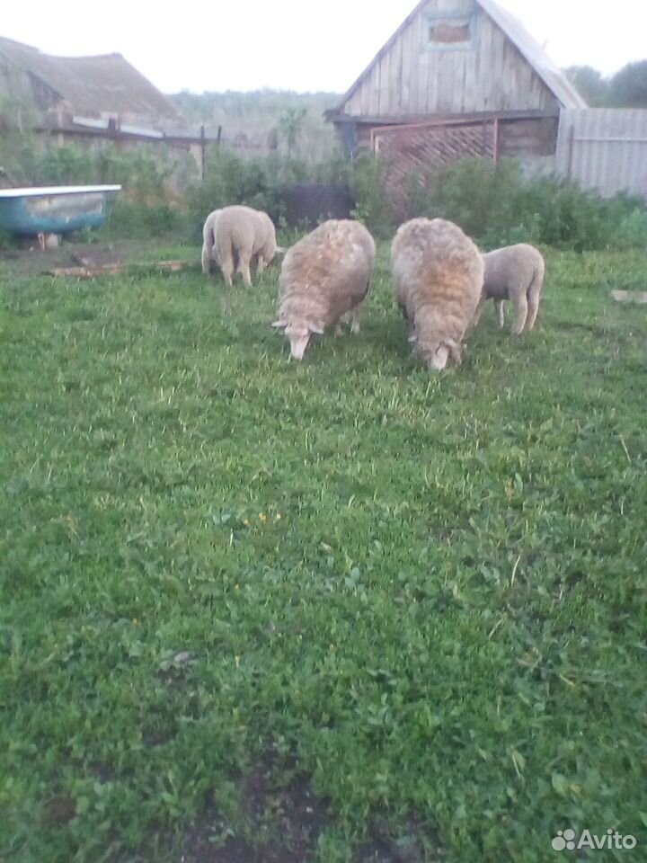 Овцы, баран купить на Зозу.ру - фотография № 2