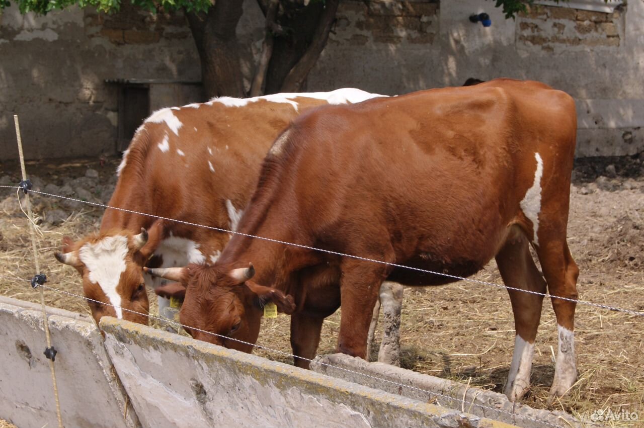 Стадо коровы,нетели,быки,бычки,телки купить на Зозу.ру - фотография № 2