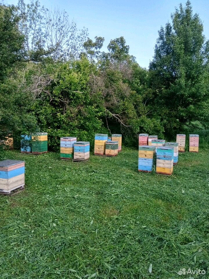 Пчелосемьи с ульями и медом купить на Зозу.ру - фотография № 1