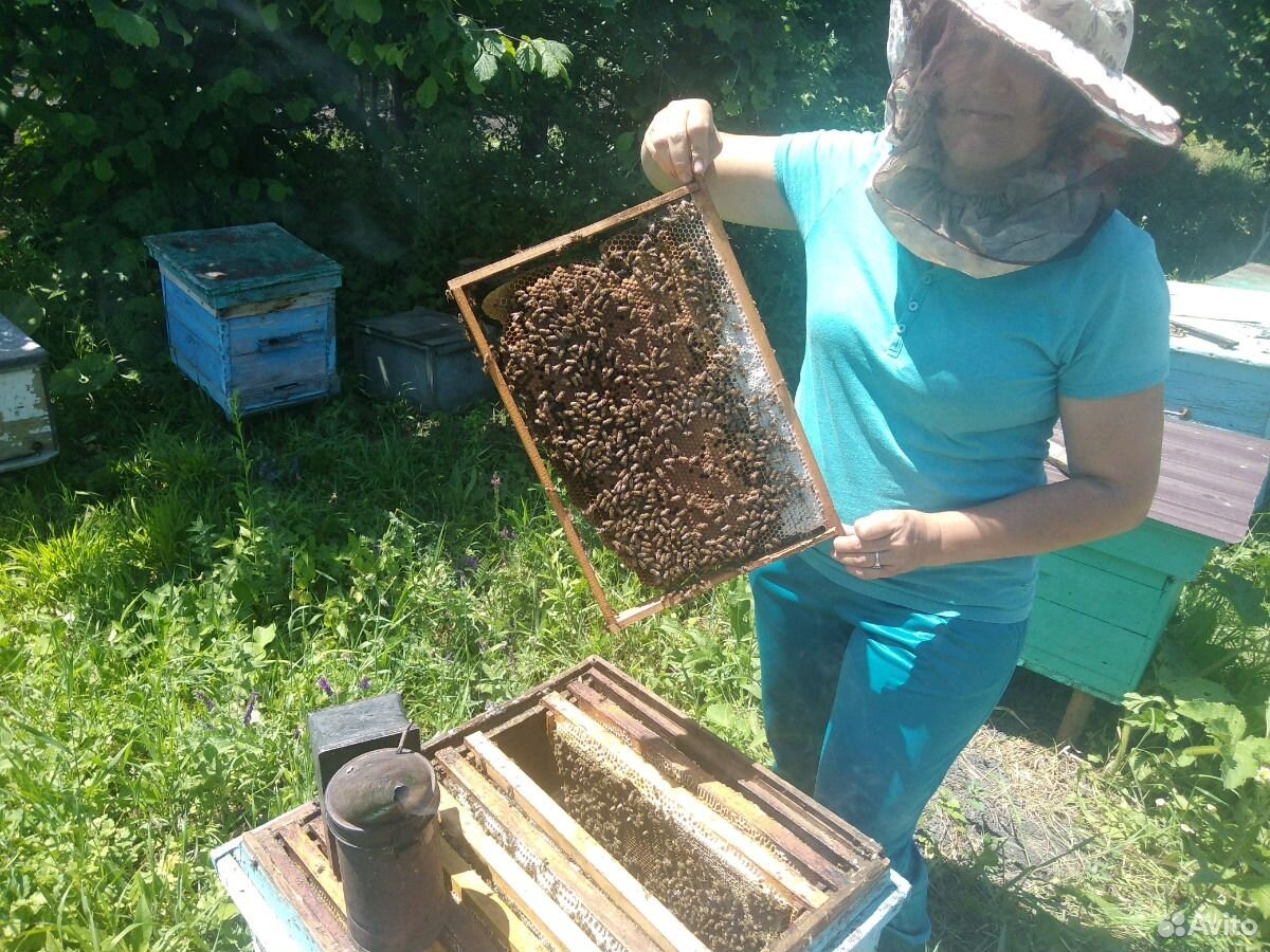 Продаю пчёл купить на Зозу.ру - фотография № 5