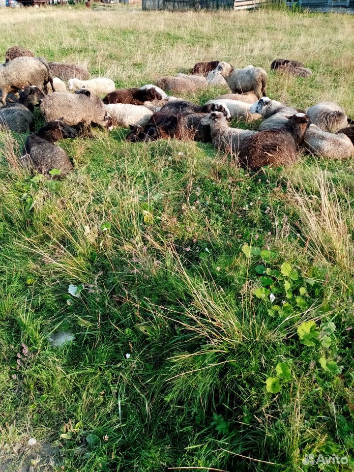 Овцы, козы купить на Зозу.ру - фотография № 4