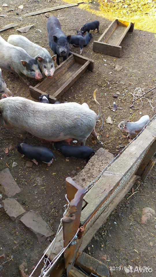 Продаются вьетнамские поросята и свиньи купить на Зозу.ру - фотография № 8