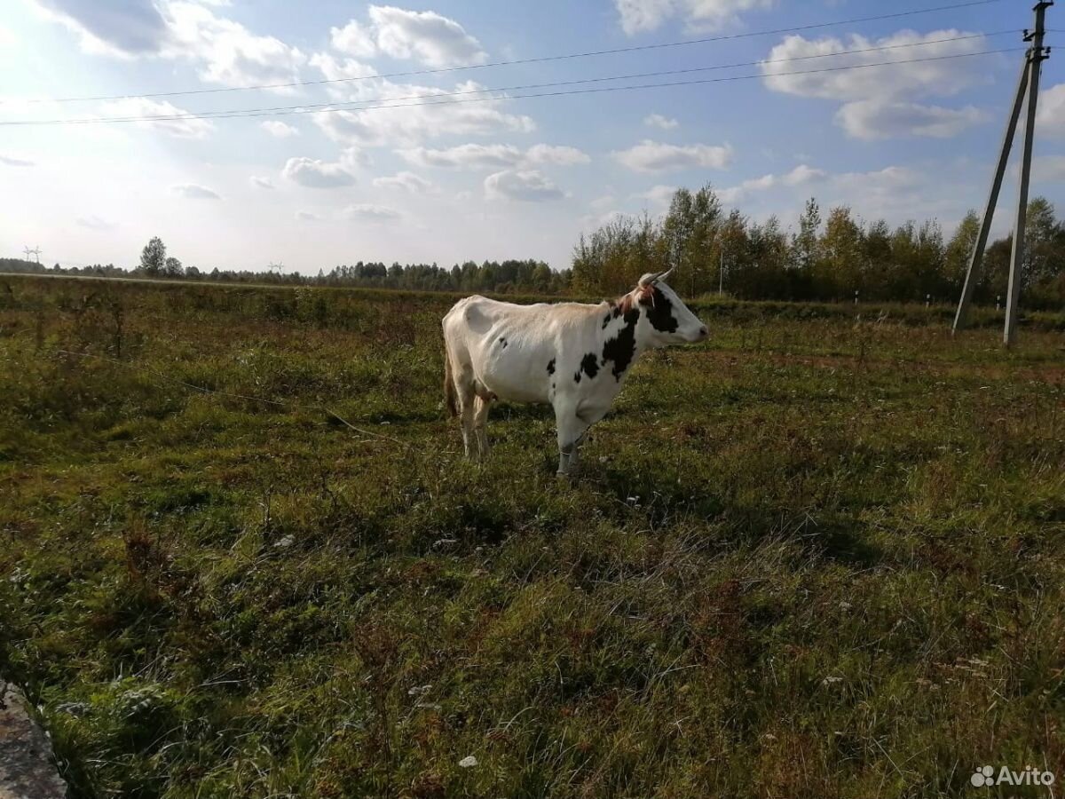 Корова стельная, айширская купить на Зозу.ру - фотография № 2