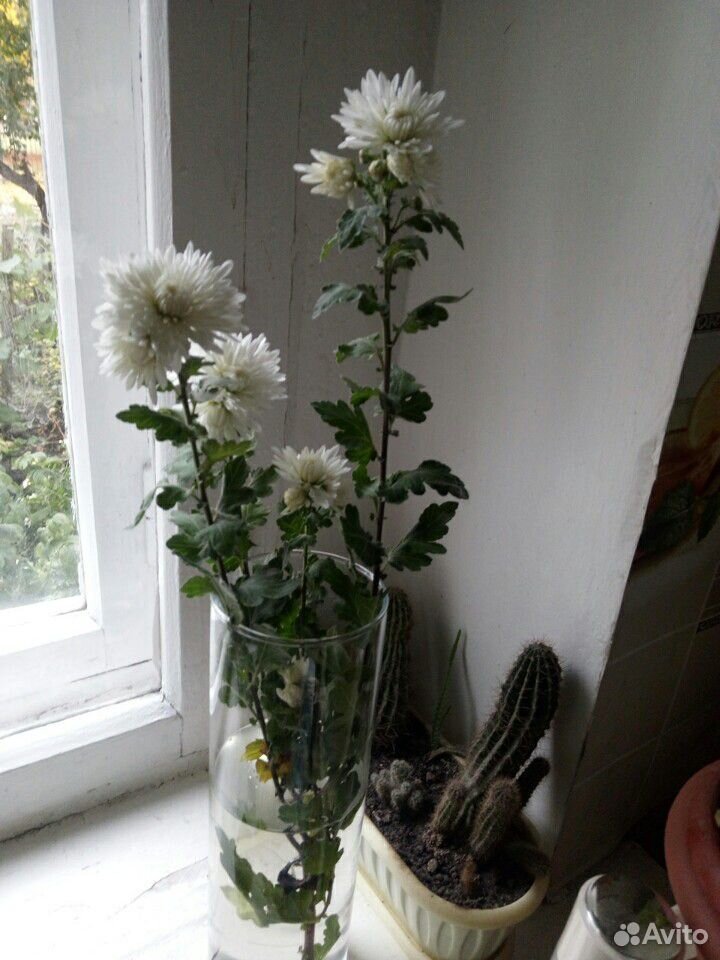 Хризантема белая и сиреневая, мята, шалфей и мн-е купить на Зозу.ру - фотография № 4