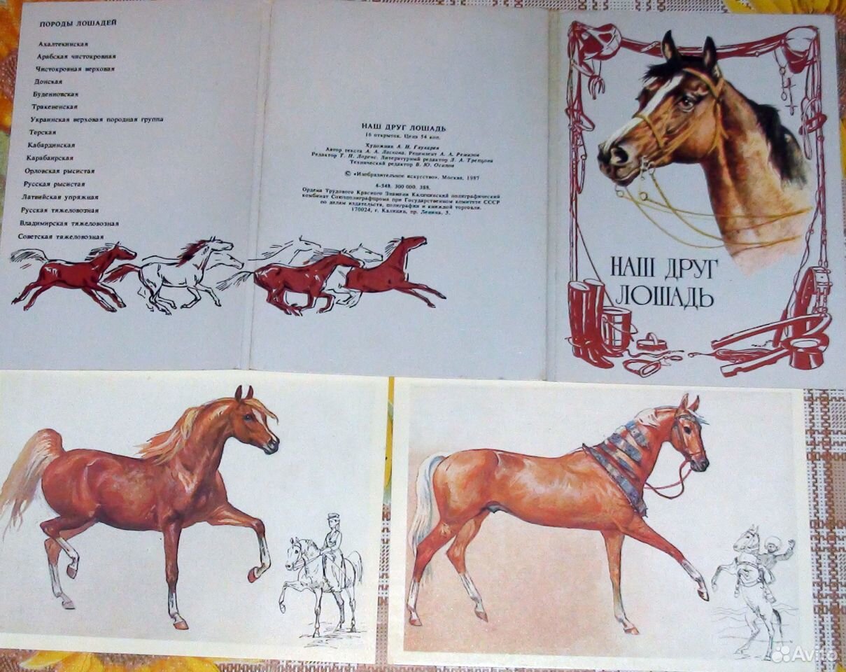 Друзья лошадки. Наш друг лошадь открытки 1988. Лошади наши друзья. Открытки мой друг лошадь. Набор открыток лошади 1972 полный комплект.