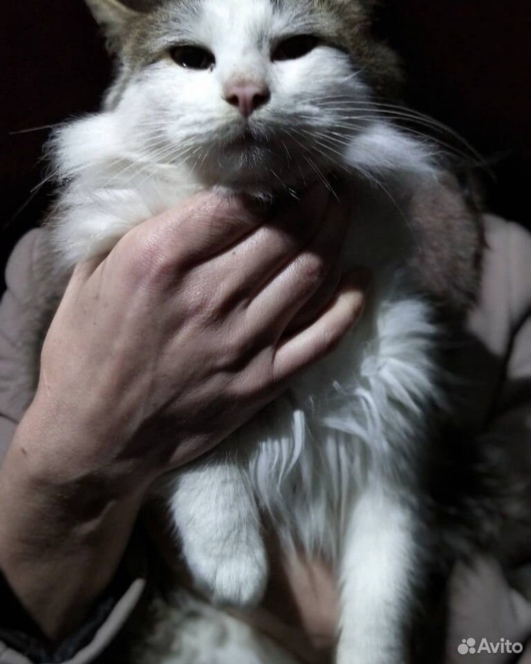 Котёнок 6 месяцев купить на Зозу.ру - фотография № 2