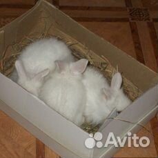 Продажа декоративных крольчат купить на Зозу.ру - фотография № 2