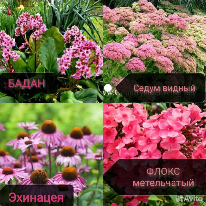 Многолетники для сада купить на Зозу.ру - фотография № 8
