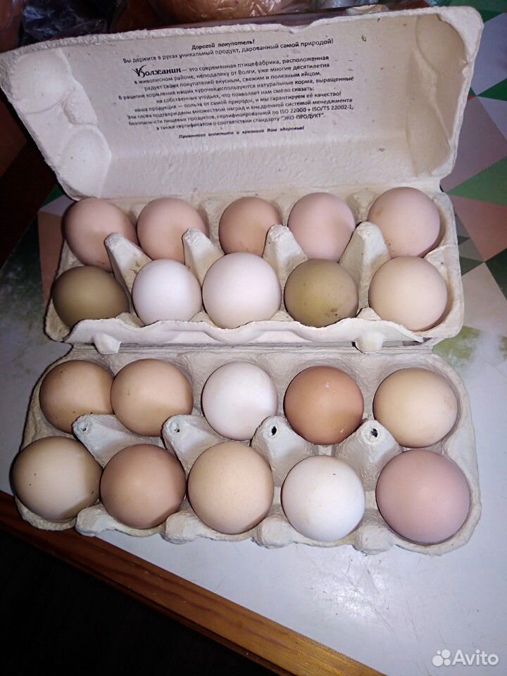 Инкубационное яйцо микс купить на Зозу.ру - фотография № 1