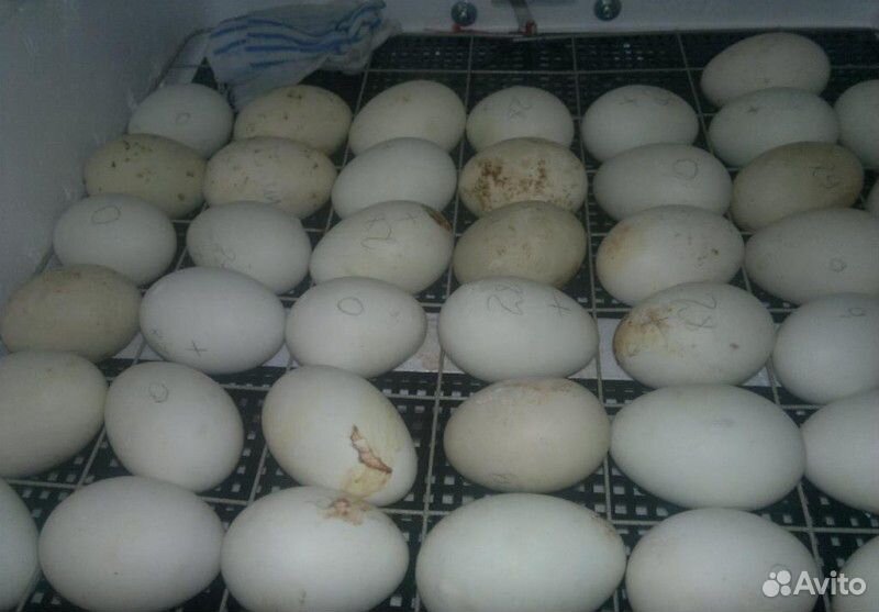 Каким концом закладывать яйца. Инкубируем гусиные яйца. Гусиные яйца в инкубаторе. Инкубация гусиные гусиные яйца. Гусëнок и гусиные яйца в инкубаторе.