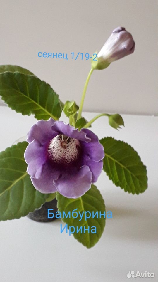 Семена глоксинии купить на Зозу.ру - фотография № 2