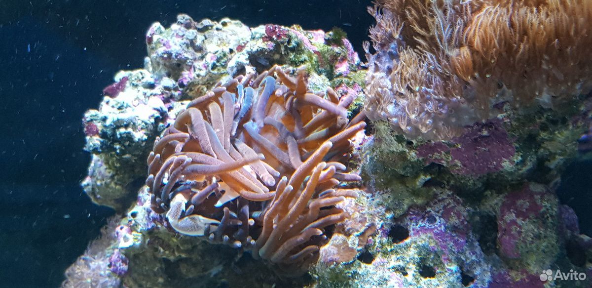 изотопы актиния