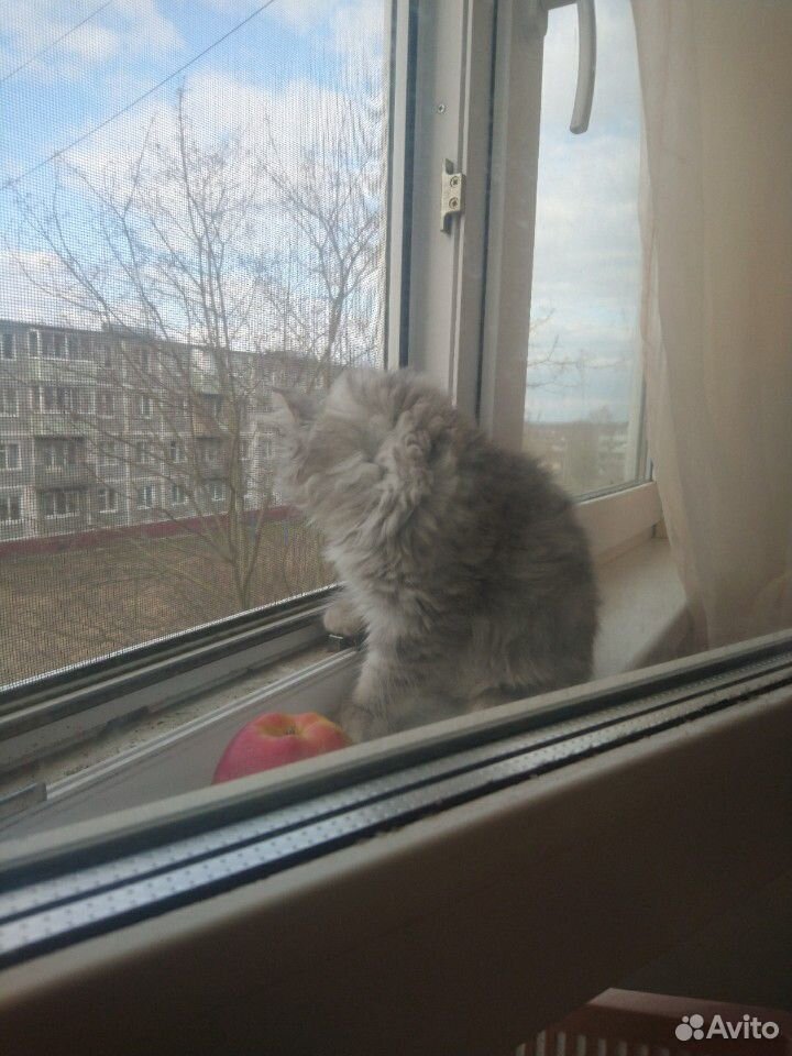 Продам котенка купить на Зозу.ру - фотография № 3
