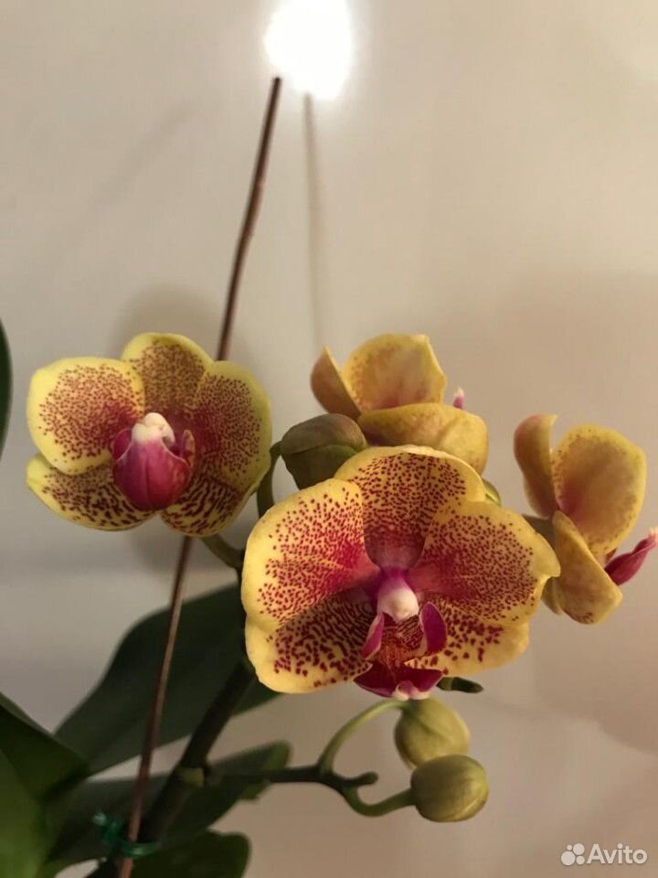 Орхидея фаленопсис на заказ купить на Зозу.ру - фотография № 8