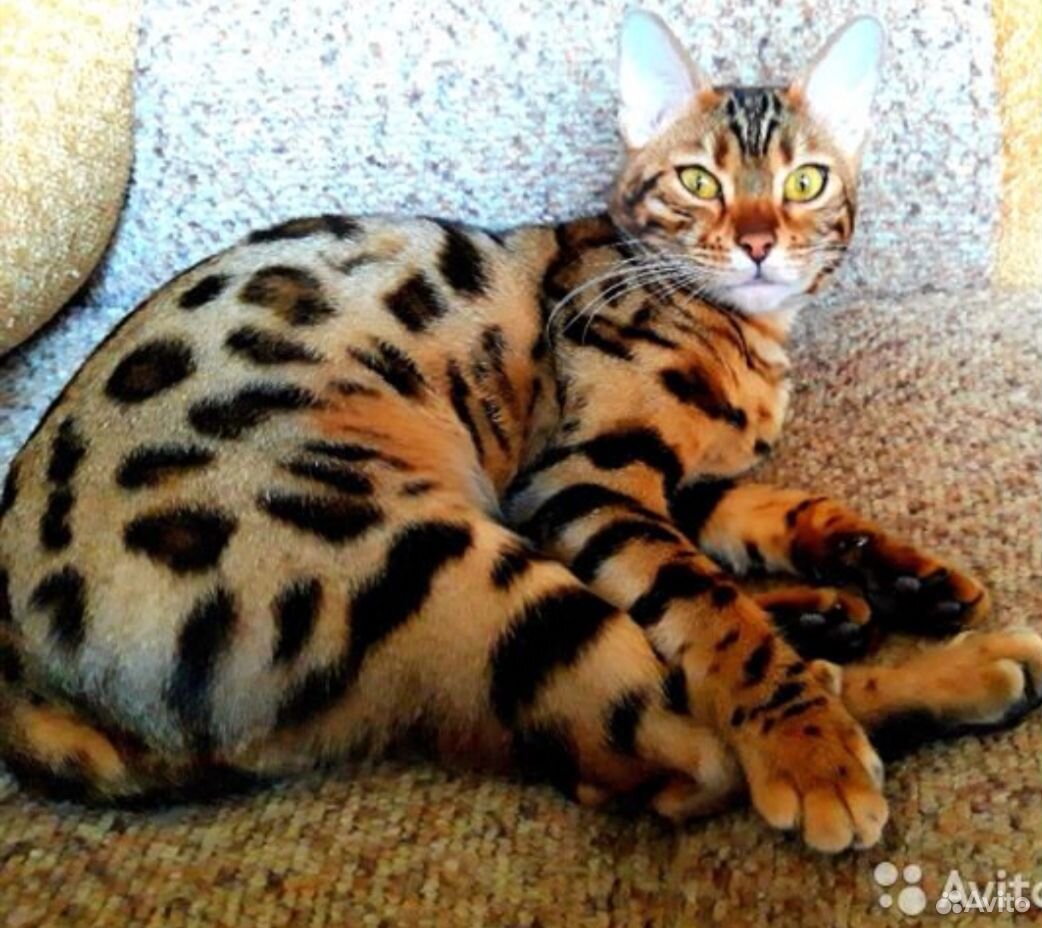 Бенгальский котята купить на Зозу.ру - фотография № 7