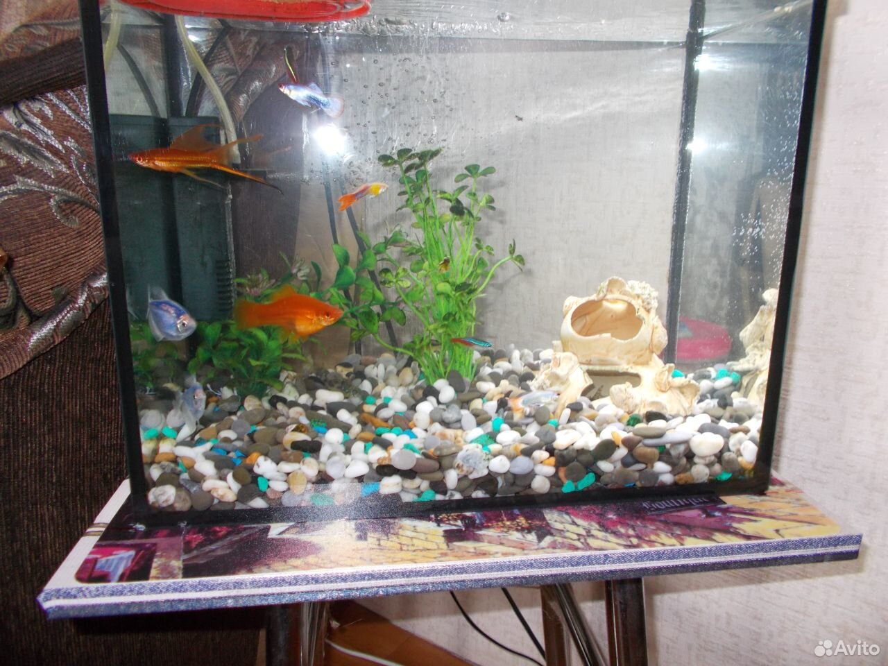Продам аквариум -24 литра вместе с рыбками купить на Зозу.ру - фотография № 4