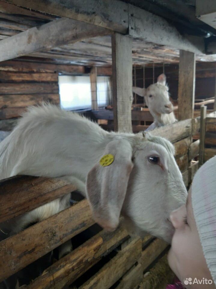Козочки и дойная коза купить на Зозу.ру - фотография № 4
