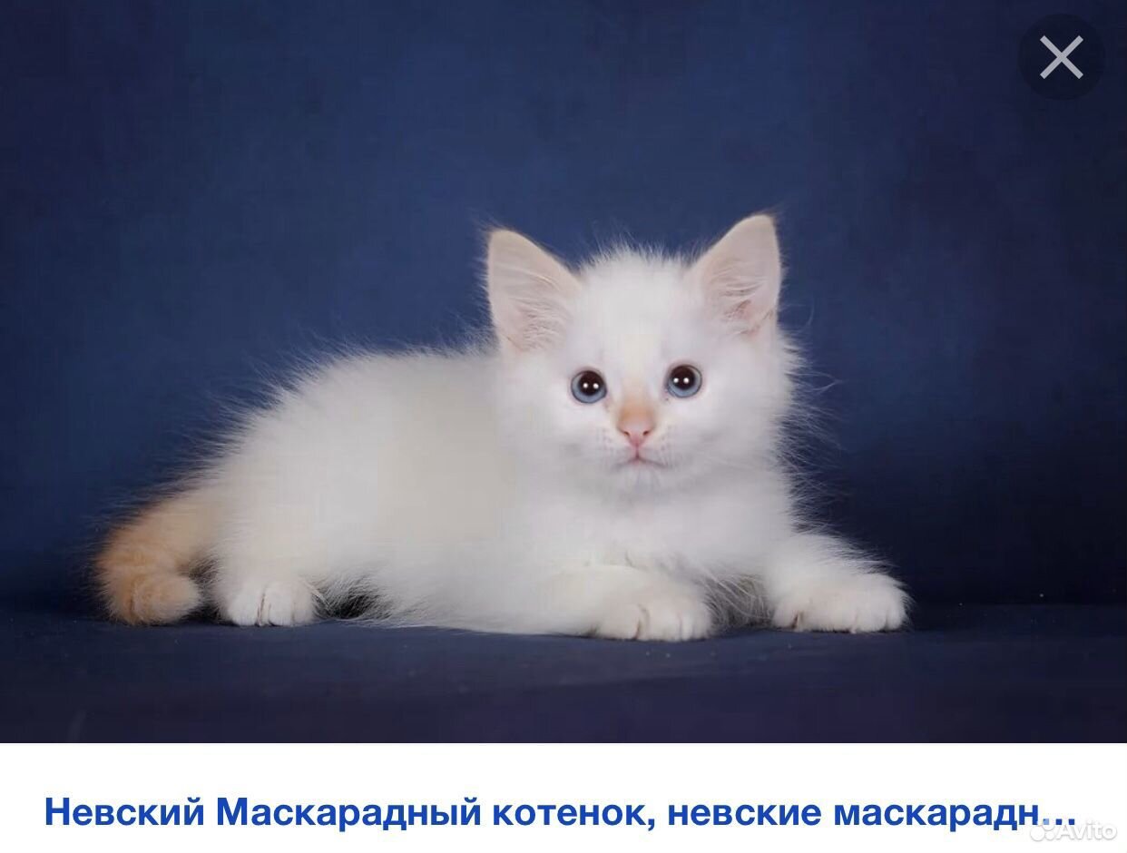 Невская маскарадная кошка белая