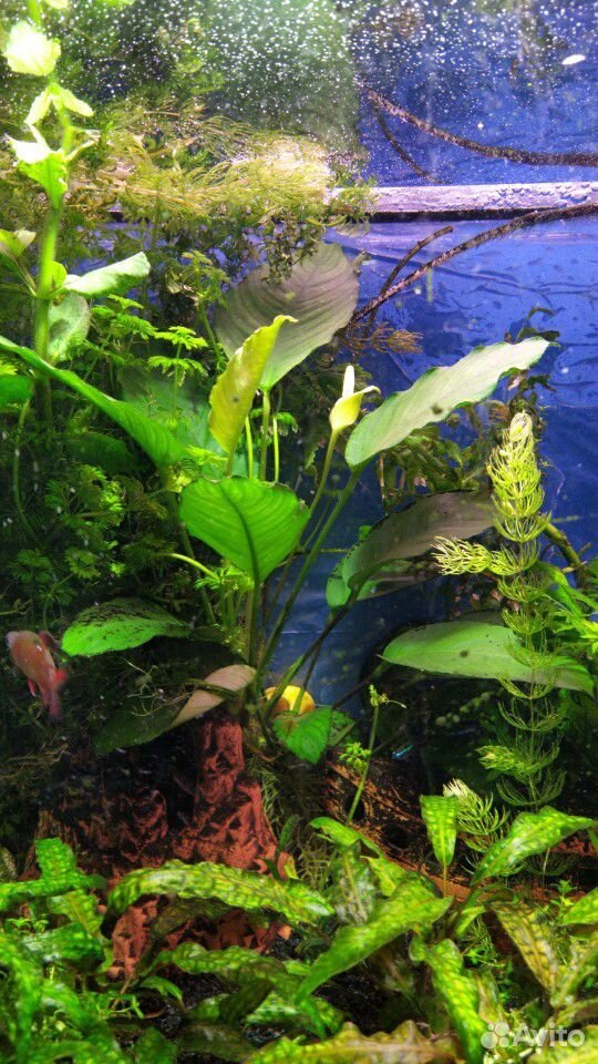Водоросли (растения) для аквариума купить на Зозу.ру - фотография № 1