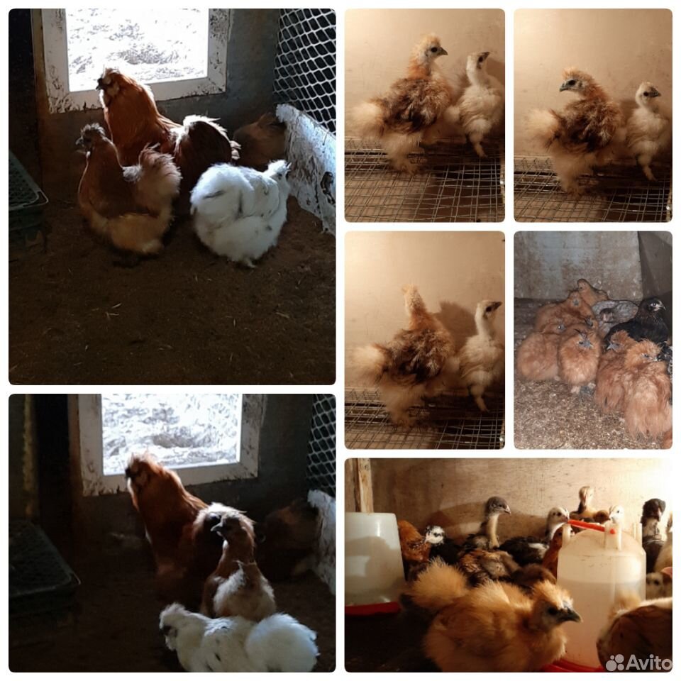 Цыплята породистых кур. Инкубационное яйцо купить на Зозу.ру - фотография № 4