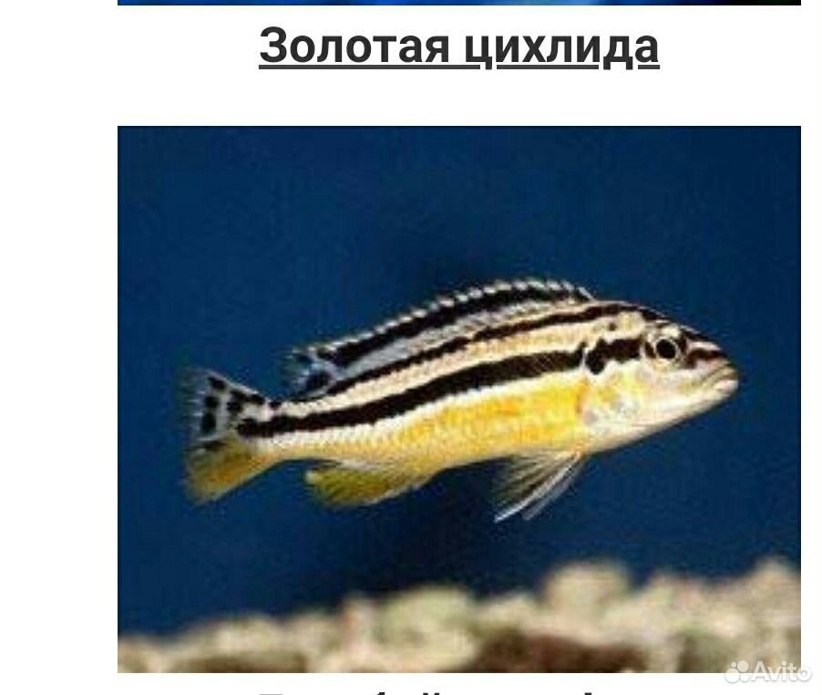 Рыбки аквариумные Цихлиды купить на Зозу.ру - фотография № 5