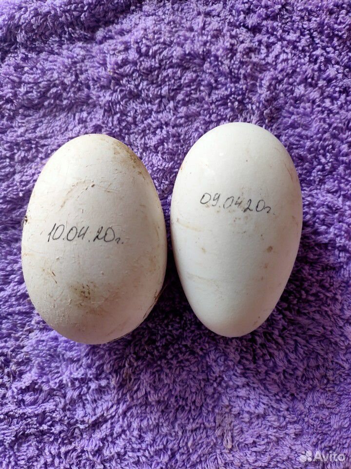 Гусиные яйца. Яйца гусиные в Новосибирске. Авито инкубационное яйцо. Яйцо гусиное инкубационное купить. Купить гусиное яйцо на авито