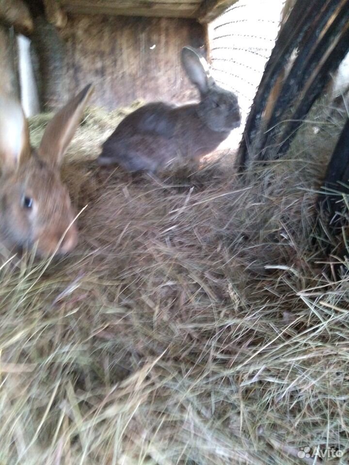 Продам кроликов самцов на племя,и одну самчиху купить на Зозу.ру - фотография № 7