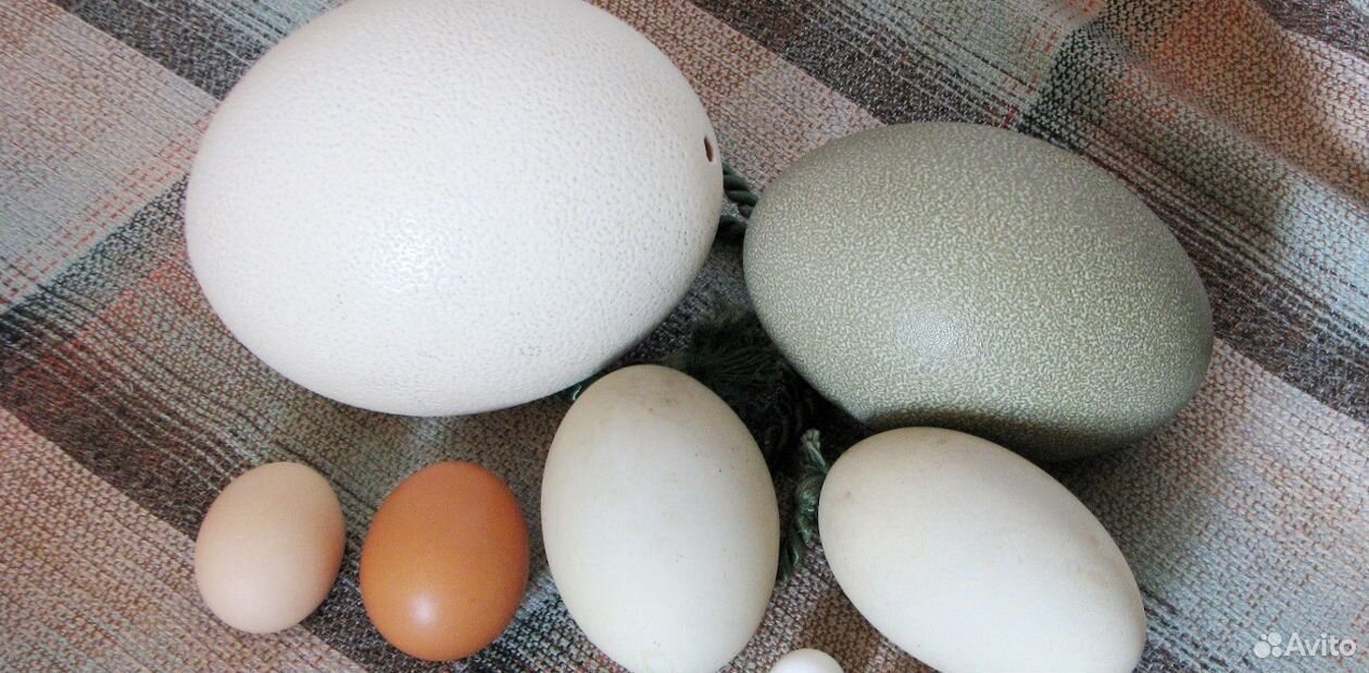Продам яйцо купить на Зозу.ру - фотография № 1