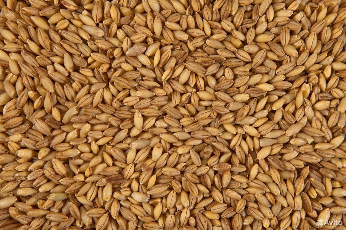 Ячмень и пшеница купить на Зозу.ру - фотография № 2