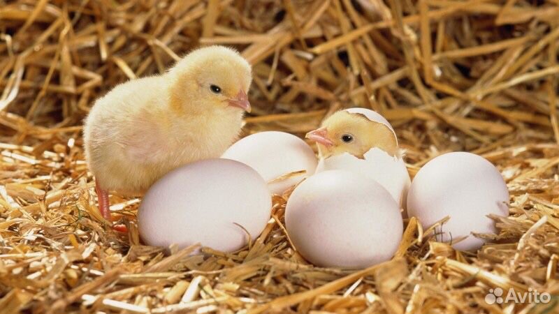 Инкубационные яйца кобб 500 купить на Зозу.ру - фотография № 2