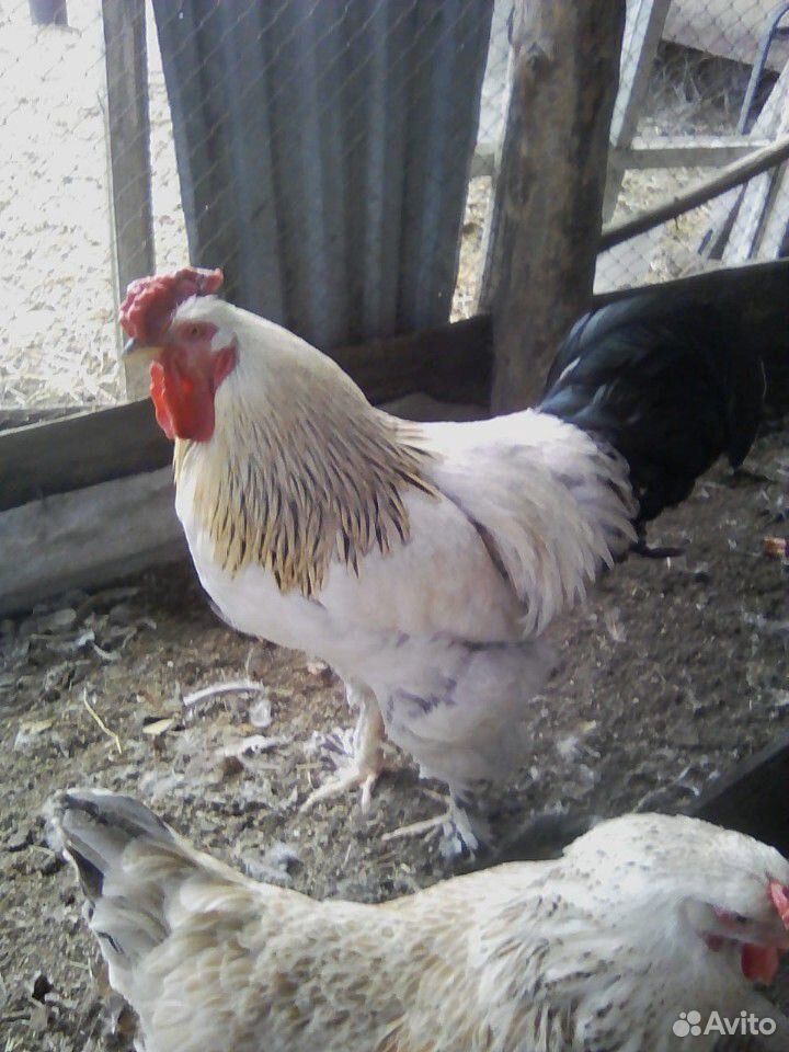 Цыплята крупной породы" купить на Зозу.ру - фотография № 4
